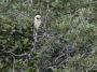 Day02 - 09 * Laughing Falcon